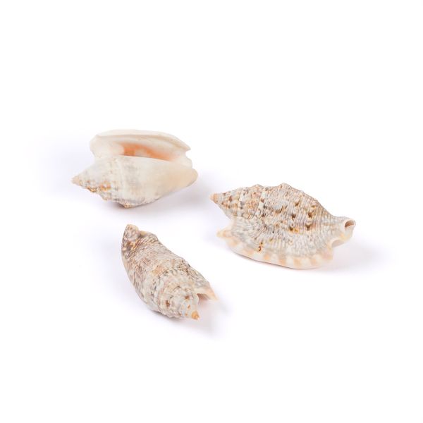 Ракушки декоративные, 3 шт, 6.3 см, Strombus Aurisdiane Asstd, Zlatka DRF-016