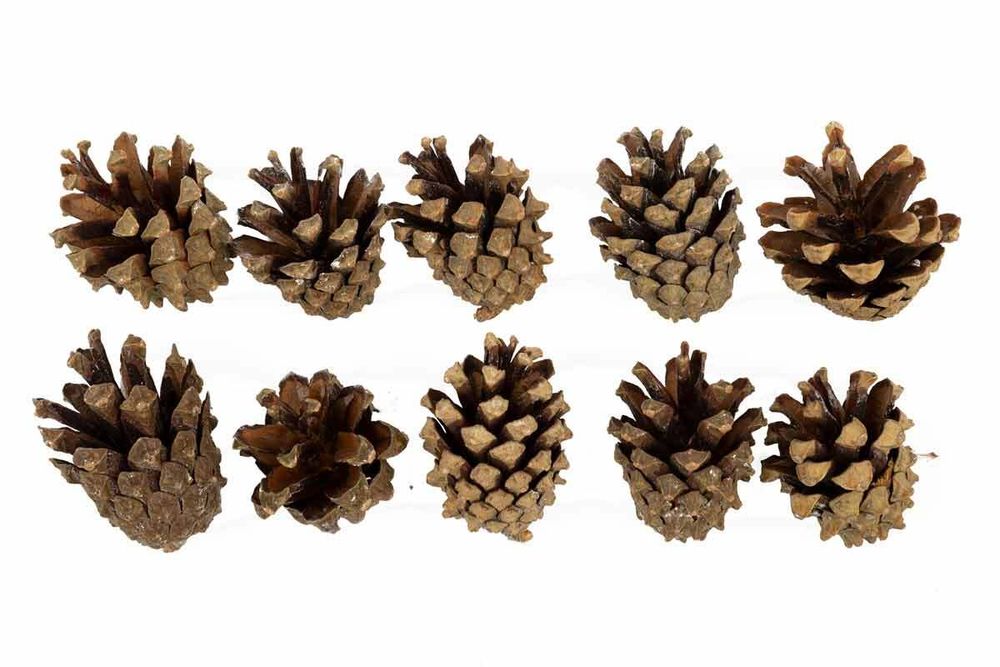 Шишки, 10 шт, 01 Сосна, Blumentag PIF-04