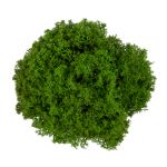 Мох королевский ягель стабилизированный окрашенный 45±5 г, №01 салатовый, Blumentag