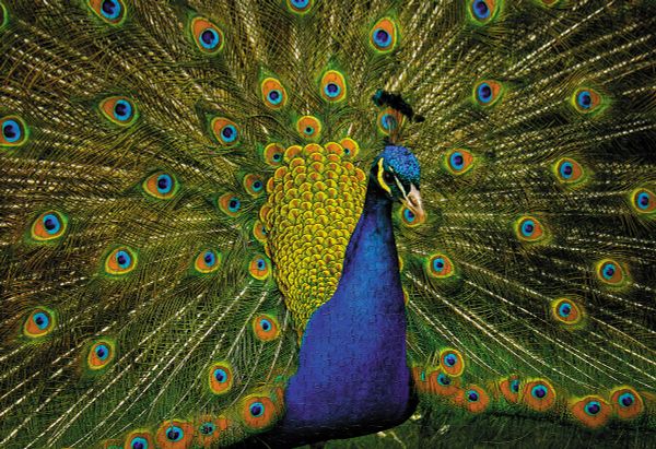 Пазл 500 элементов, PZL-500/75 Роскошный павлин, Фрея