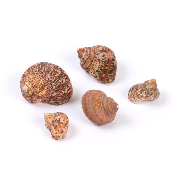 Ракушки декоративные, 5 шт, 3.8 см, Turbo Petholatus, Zlatka DRF-036