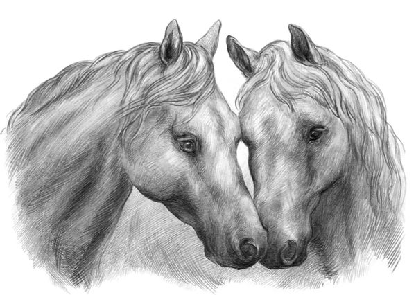 Скетч для раскрашивания чернографитными карандашами Лошади 29.5х20.5 см, 1 л, Фрея