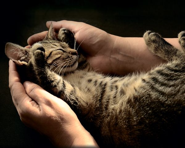 Картина по номерам Фрея PCF-38, Счастье на ладошках, холст с подрамником, 50х40 см