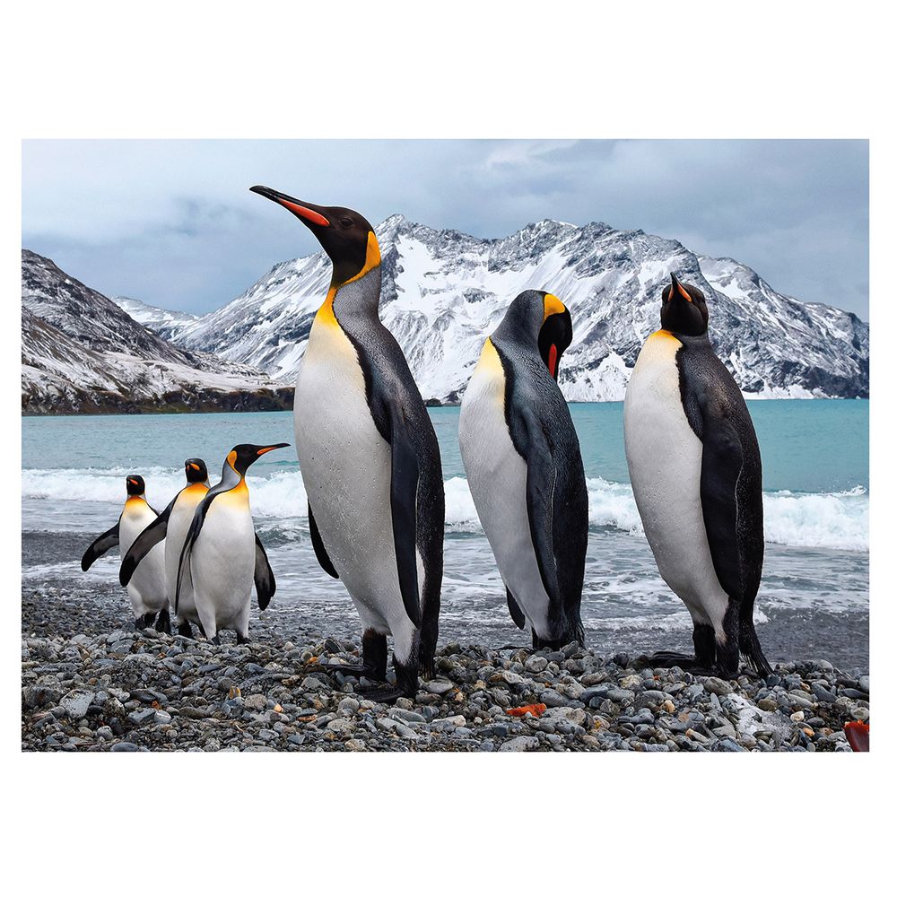 Пазл. Премиальная коллекция 500 элементов, TOP-PZL-500/08 Земля пингвинов, Фрея