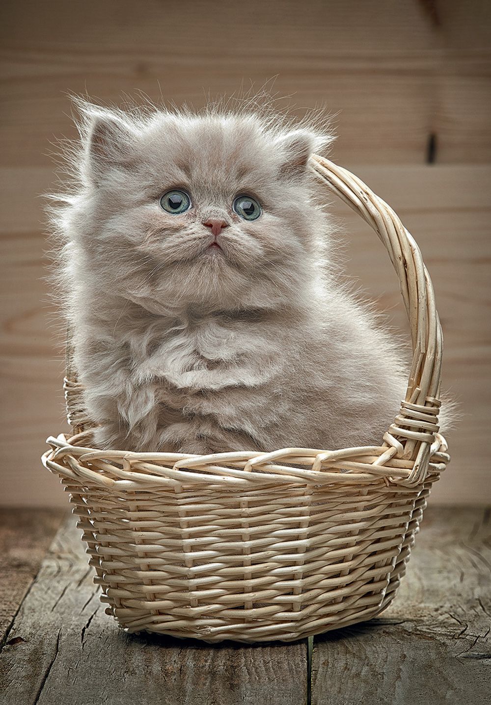 Пазл 2000 элементов, Котенок в корзине, PZL-2000/15, Фрея