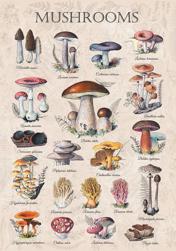 Пазл 1000 элементов, PZL-1000/100 Грибная энциклопедия, Фрея