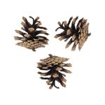 Шишки, 5 шт, 01 Сосна, Blumentag PIF-01