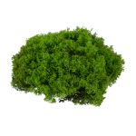 Мох королевский ягель стабилизированный окрашенный 45±5 г, №01 салатовый, Blumentag