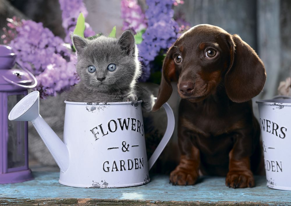 Пазл 1000 элементов, Цветы жизни, PZL-1000/32, Фрея