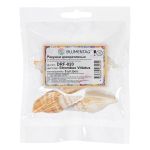 Ракушки декоративные, 5 шт, 7.6 см, Strombus Vittatus, Zlatka DRF-020