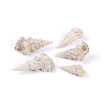 Ракушки декоративные, 5 шт, 9.5 см, Cerethium Nodolosum Asstd, Zlatka DRF-033