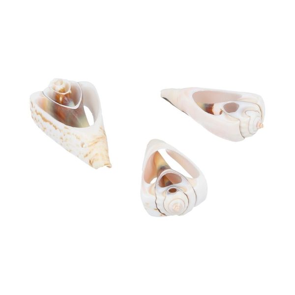 Ракушки декоративные 50х20 мм, 100 г (5х20 г), №01 натуральный, Zlatka D20-23