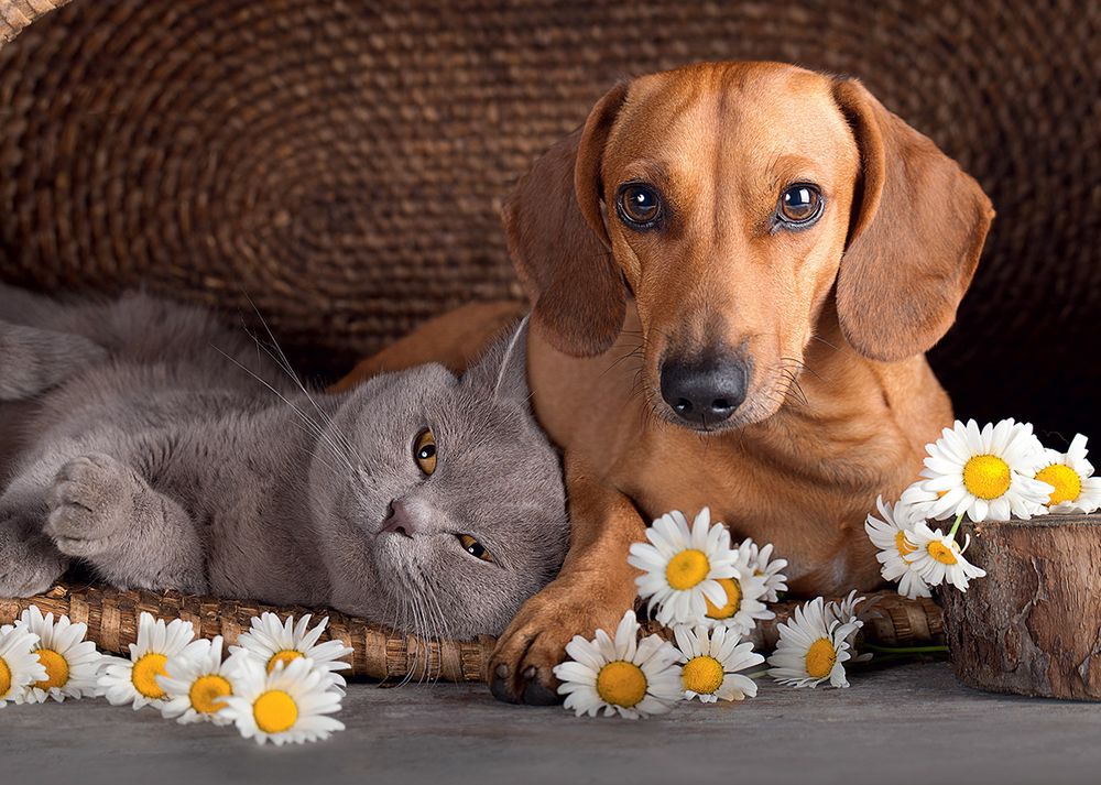 Пазл 1500 элементов, Дружба, PZL-1500/10, Фрея