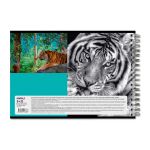 Альбом для рисования, 100 г/м², A4 29х20.5 см, на гребне 40 л., 6 шт, 40АЛГР4_000244 Саванна, Светоч