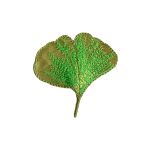 Термоаппликация Лист Гинкго зеленый 1штPrym