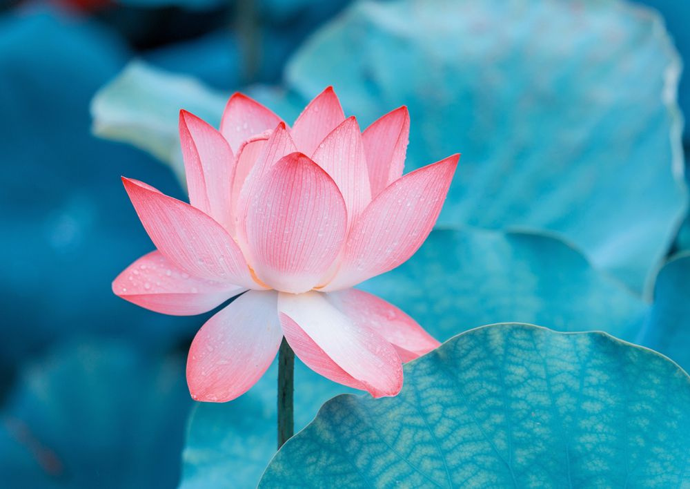 Пазл 1000 элементов, Нежный лотос, Фрея PZL-1000/38