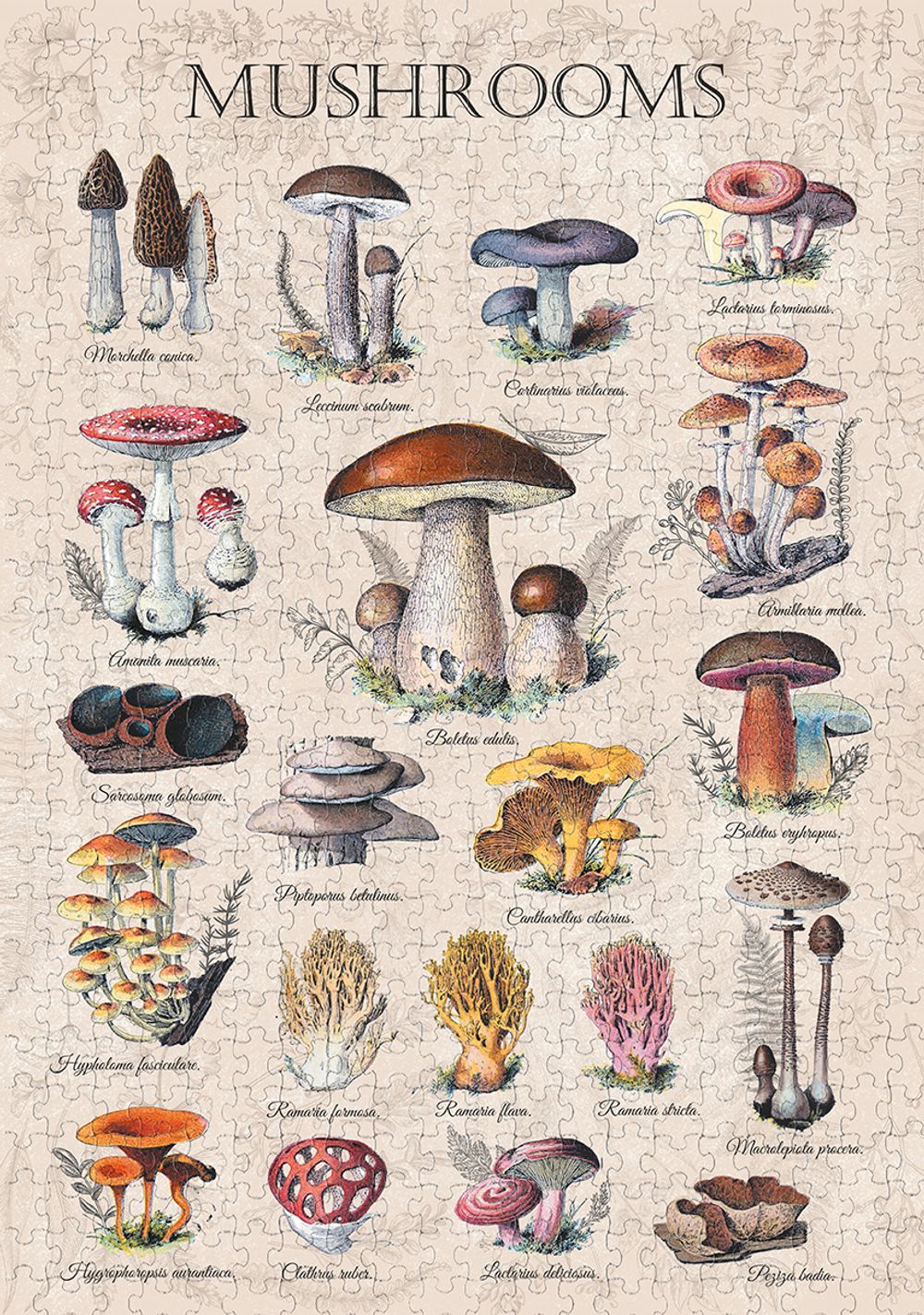 Пазл 1000 элементов, PZL-1000/100 Грибная энциклопедия, Фрея