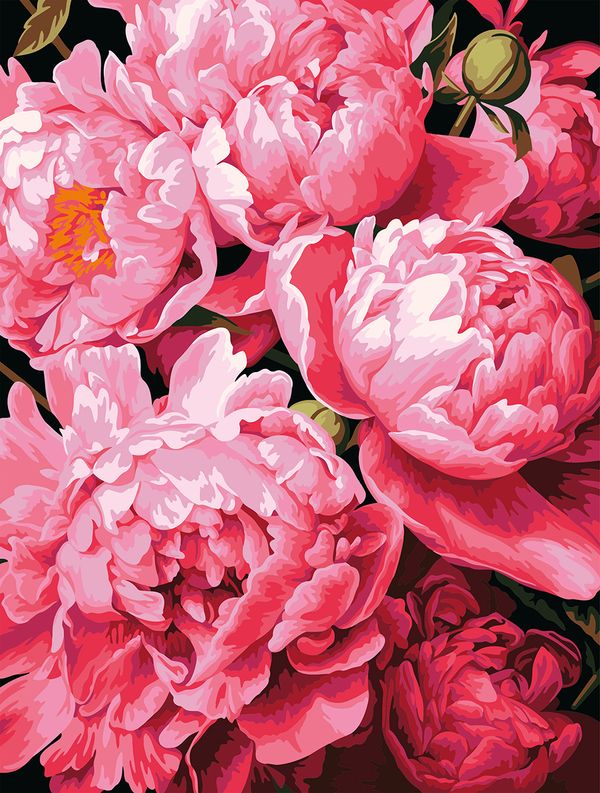 Картина по номерам Фрея PNB/PM-354, Ароматные пионы, 40х30 см