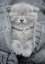 Пазл 500 элементов, Комочек тепла, PZL-500/27, Фрея