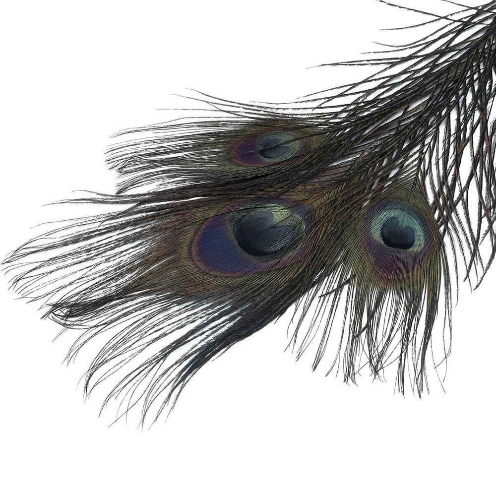 Перо павлина декоративное 25-30см, 10 штук (черный), AR204-2