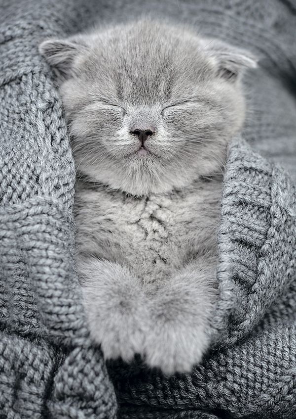 Пазл 500 элементов, Комочек тепла, PZL-500/27, Фрея