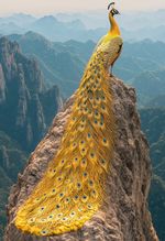 Пазл 500 элементов, PZL-500/69 Золотой павлин, Фрея