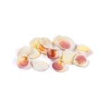 Ракушки декоративные, 15 шт, 5 см, Cardium Flavus, Zlatka DRF-030