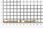 Вешалка-цепочка для одежды 102х8 мм, металл, золото цв.02, 10 шт, ГНУ360