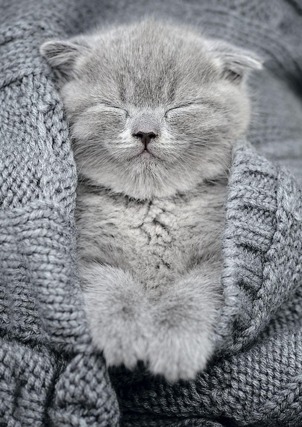 Пазл 500 элементов, Комочек тепла, PZL-500/27, Фрея