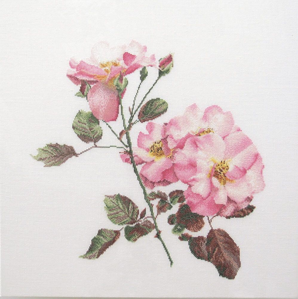 Thea Gouverneur, Розовая роза, 44х44 см