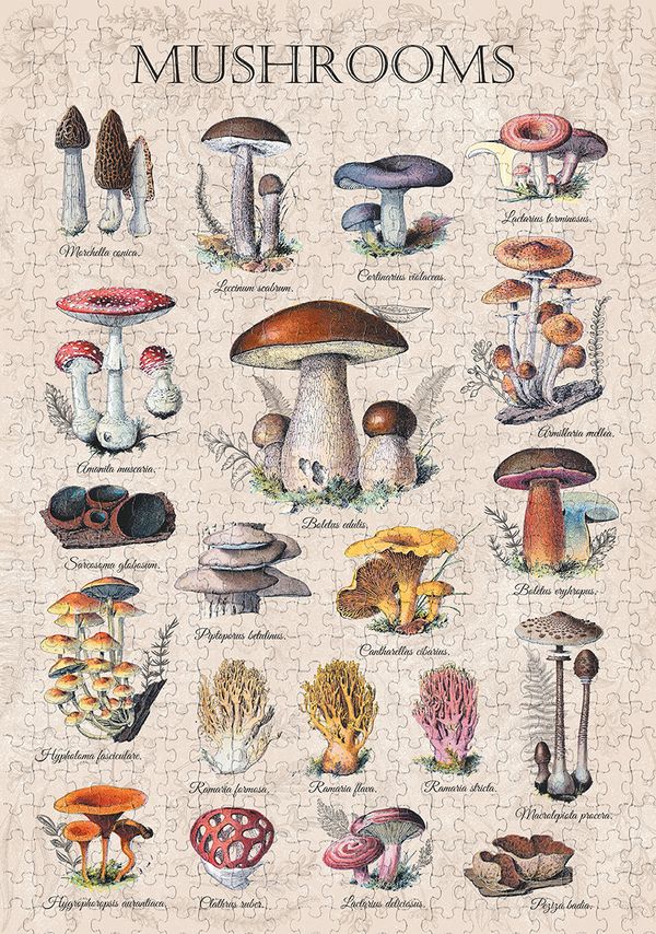 Пазл 1000 элементов, PZL-1000/100 Грибная энциклопедия, Фрея