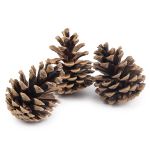 Шишки крымской сосны, 3 шт, 120 г, ± 10 г, 8 см, ± 2, 01, Blumentag PIF-07