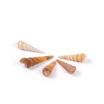Ракушки декоративные, 5 шт, 10.1 см, Turritella Terebra, Zlatka DRF-025