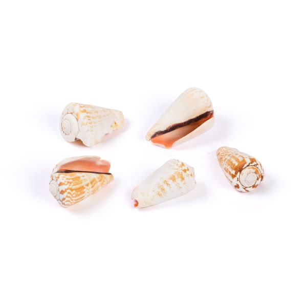 Ракушки декоративные, 5 шт, 5 см, Strombus Luhuanus, Zlatka DRF-019