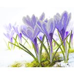 Набор для вышивания бисером Матренин Посад, Песня весны, 28х34 см