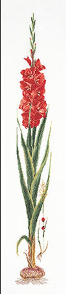 Thea Gouverneur, Красный гладиолус, 20х88 см