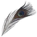 Перо павлина декоративное 25-30см, 10 штук (черный), AR204-2