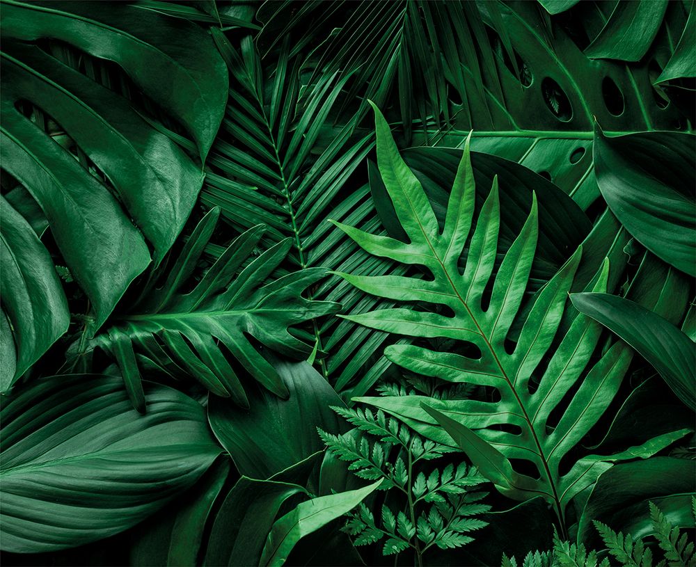 Картина по номерам Фрея PCF-05, Тропическая свежесть растений, холст с подрамником, 50х40 см