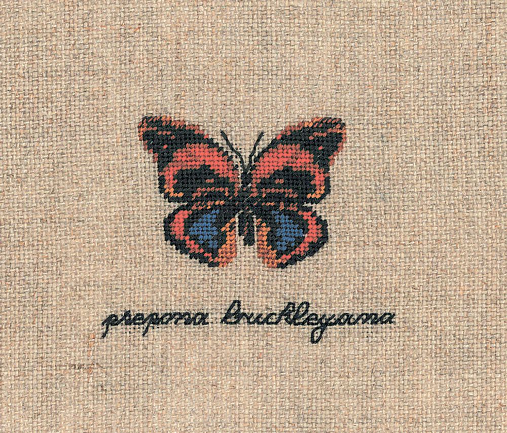 Le Bonheur des Dames, Papillon Prepona Buckleyana (Бабочка Prepona Buckleyana), 4,5х6 см