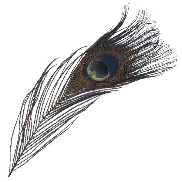 Перо павлина декоративное 25-30см, 10 штук (черный), AR204-2