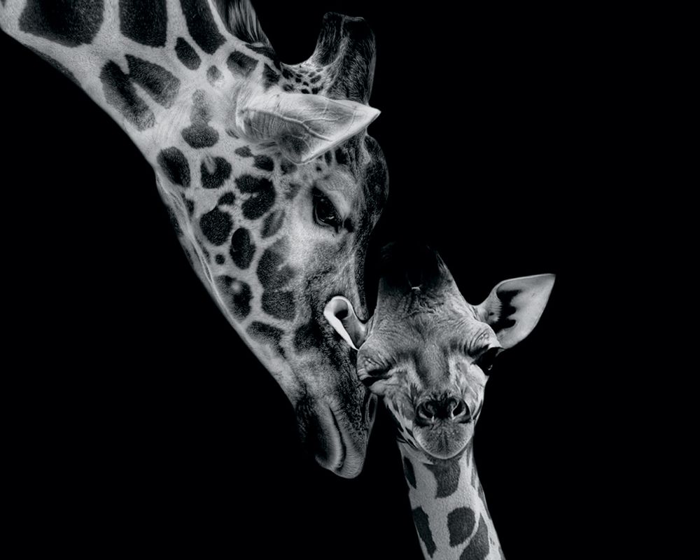 Картина по номерам Фрея PCF-30, на холсте с подрамником Жирафы, 50х40 см