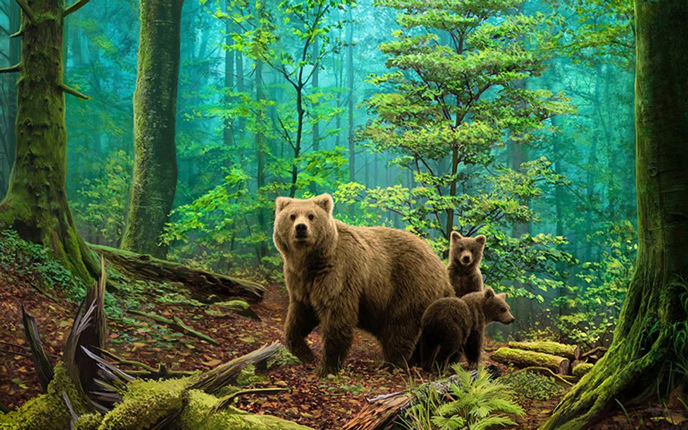 Алмазное хобби, Медведи в лесу