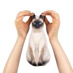 Набор для шитья игрушки Кот сиамский 13.9х27.9 см, Miadolla IAS-017