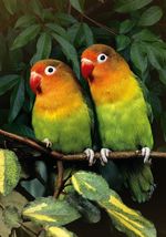 Пазл 500 элементов, Попугаи-неразлучники, PZL-500/39, Фрея