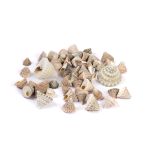 Ракушки декоративные 100 г, ± 7 г, 2.5 см, Echinellopsis Grandinatus, Zlatka DRF-018