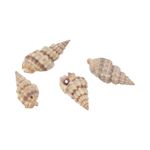 Ракушки декоративные 35х20 мм, 100 г (5х20 г), №01 натуральный, Zlatka D20-37