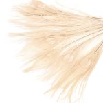 Перо павлина декоративное 25-30см, 10 штук (бежевый), AR204-2