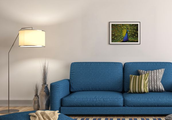 Пазл 500 элементов, PZL-500/75 Роскошный павлин, Фрея