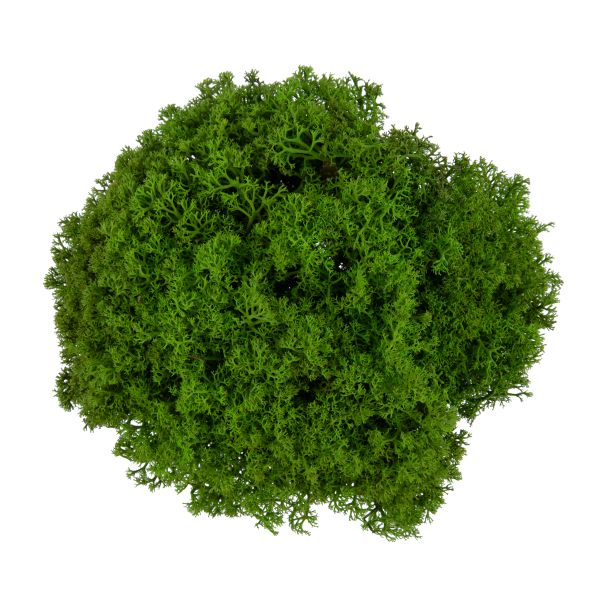 Мох королевский ягель стабилизированный окрашенный 45±5 г, №01 салатовый, Blumentag