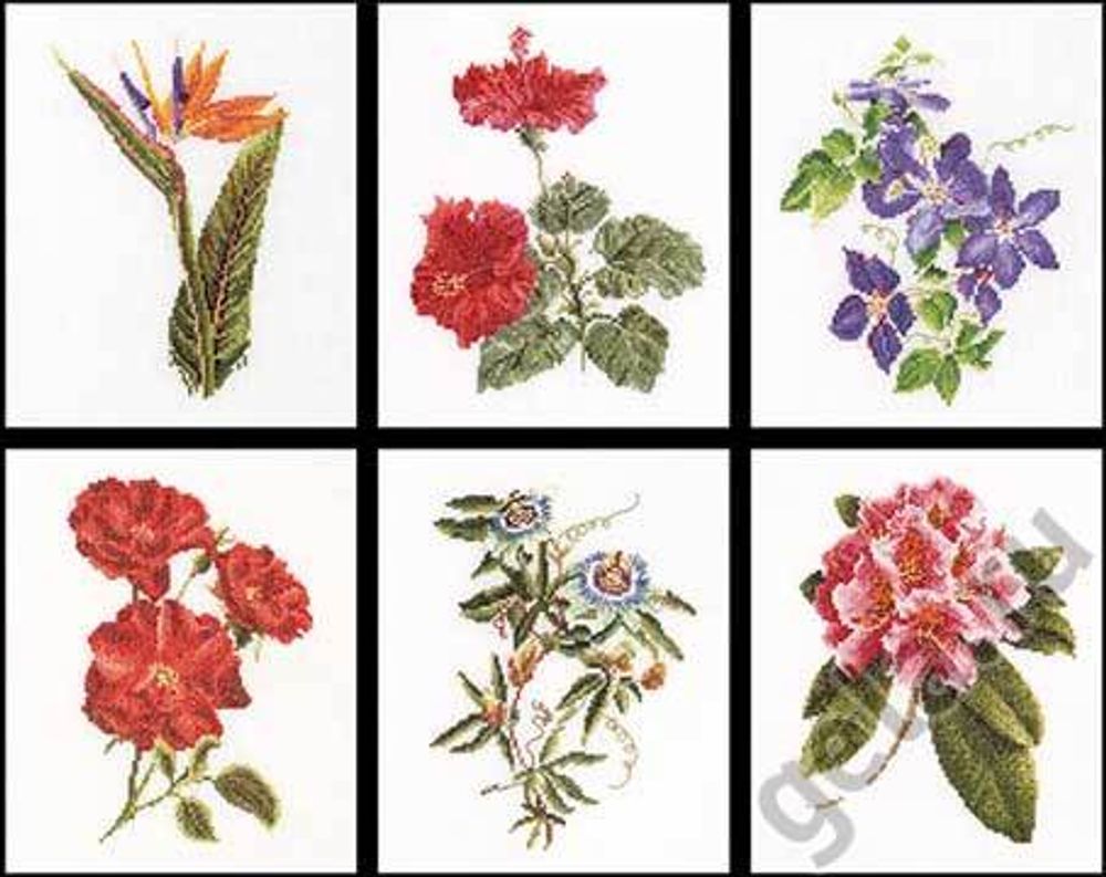Thea Gouverneur, Шесть цветочных исследований, 6х17х20 см, 35076